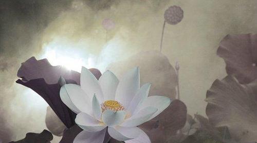 心灵的禅境（以禅语感悟人生的唯美句子）