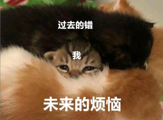 探寻沙雕语言中的美（探寻沙雕语言中的美）
