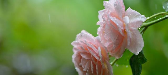 雨中漫步（雨中的美丽与寂寞）