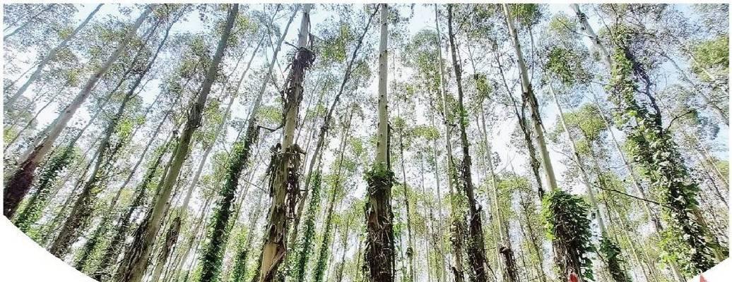 呼吁关注森林防火——2024秋冬季森林防火宣传标语创意（从小事做起）