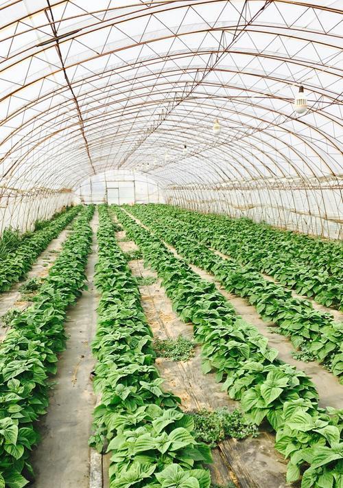 以端午节烧烤作文为话题的作文怎么写(《粽叶飘香,青春烧烤——中学生端午节的别样风情》) 以端午节烧烤作文为话题的作文怎么写(《粽叶飘香,青春烧烤——中学生端午节的别样风情》)