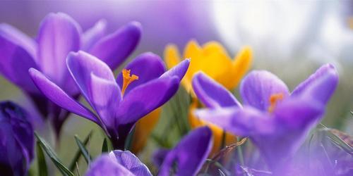 紫色的魅力：以唯美句子描绘