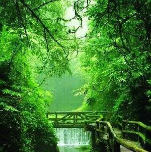 绿意盎然——描写绿色的优美唯美句子（生命之源）