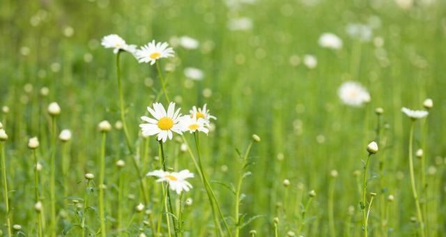 绿意盎然——描写绿色的优美唯美句子（生命之源）