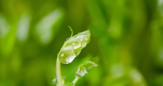 绿意盎然——描写绿色的优美唯美句子（生命之源）