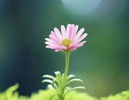 用心奉献，看见美好（用心奉献）