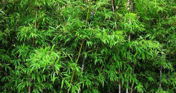 竹林意境-探寻自然之美