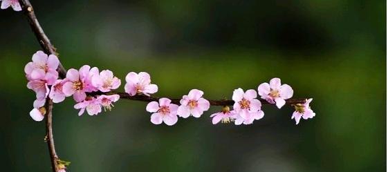 《春》——让我们沉浸在唯美的春天世界里